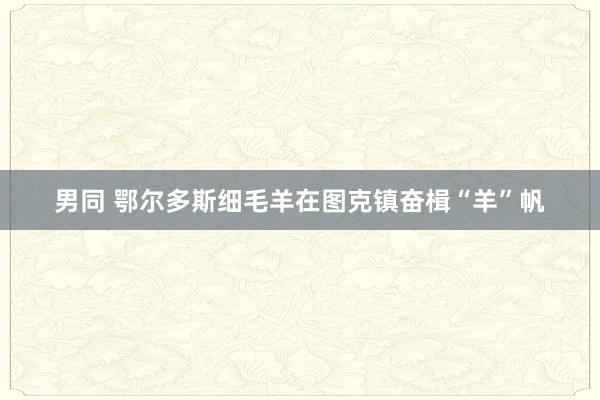 男同 鄂尔多斯细毛羊在图克镇奋楫“羊”帆