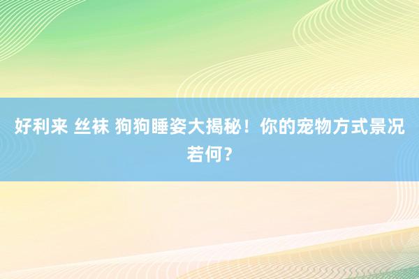 好利来 丝袜 狗狗睡姿大揭秘！你的宠物方式景况若何？